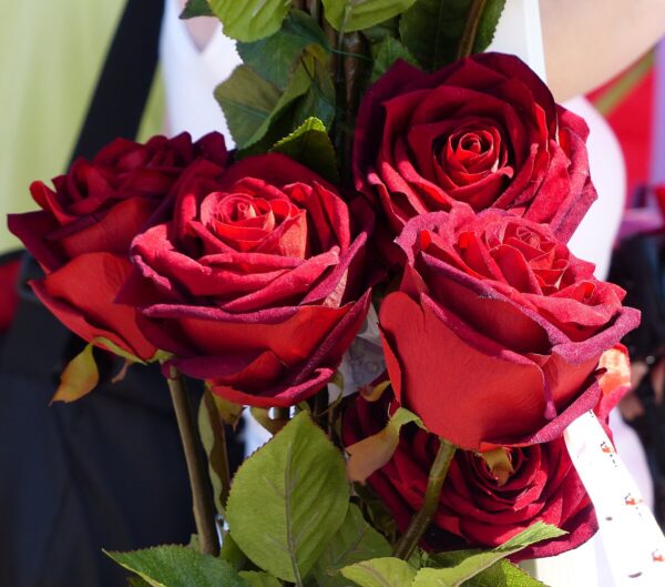 Rote Rosen (24 Stück)