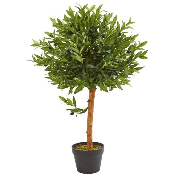 Olivenbaum (80 cm)