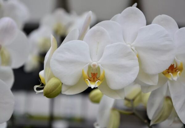 Orchidee Phalaenopsis (weiß)