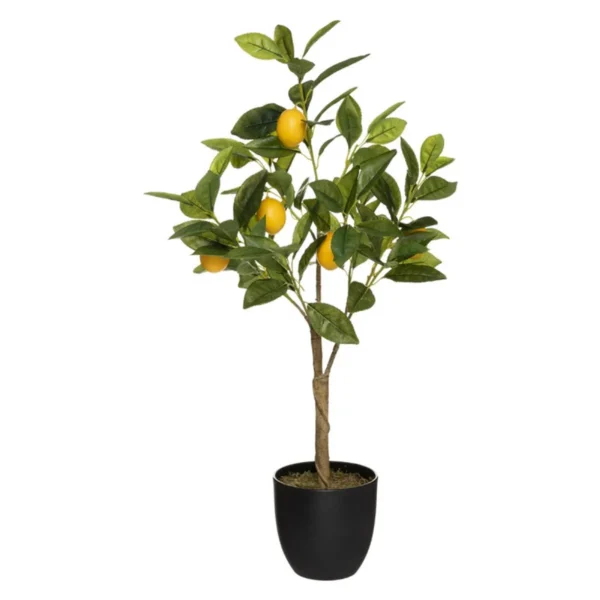 Zitronenbaum (70 cm)